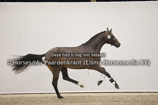 516 Just Wimphof x Apache