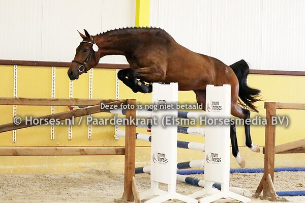 160 Olga Zarina (Quabri de LÍlse x Zarina v. Cantos)