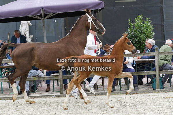 034 - UROLOS CIZANDRO X MANNO W.N. ZWAMA, DOEZUM