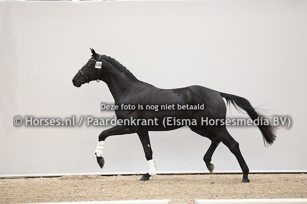 530 Morricone x Damon Hill