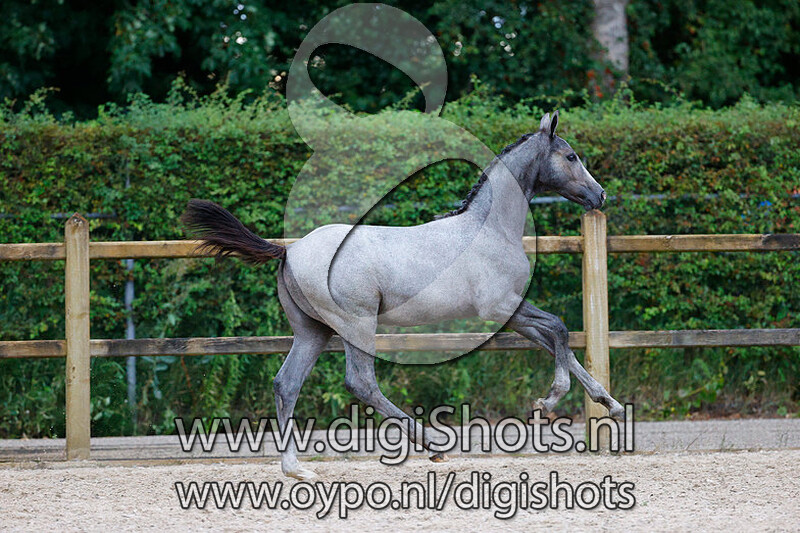 Colorado W v. Cornet Obolensky