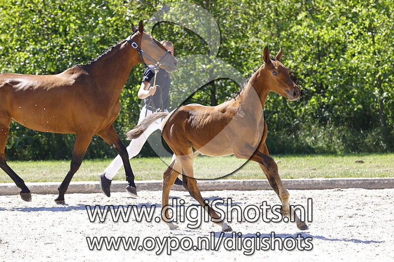 Vigo d Arsouilles x Kannan