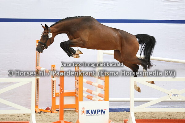 77 Shamrock VDS (Grandorado TN x Atureusa v. Padinus)