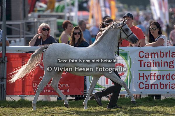 Yearling Fillies Section B