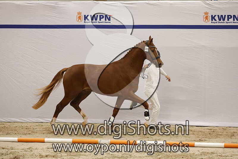 San Antonio v. Ibiza