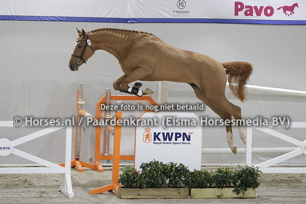 173 New Quickly DN (Quickly de Kreisker x Ficalien v. Baltic VDL)