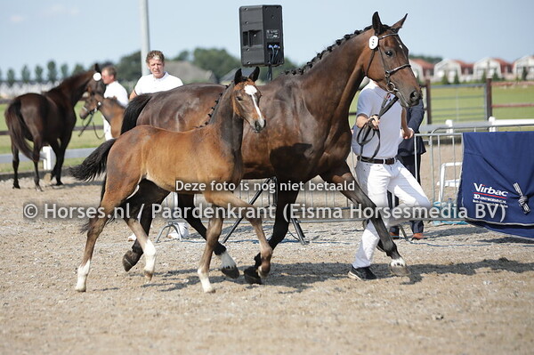 8 Salsa N.D. (Mattias x Caloe v. Cavalier)