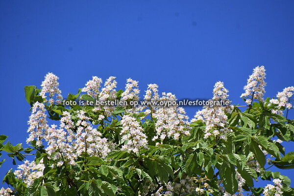 5-5-2025 , 80 jaar   Bevrijdingsfeest Drachten