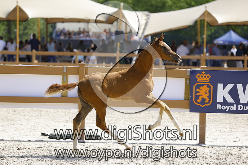 Ta Dame van de Blauwendraad v. Nirvano