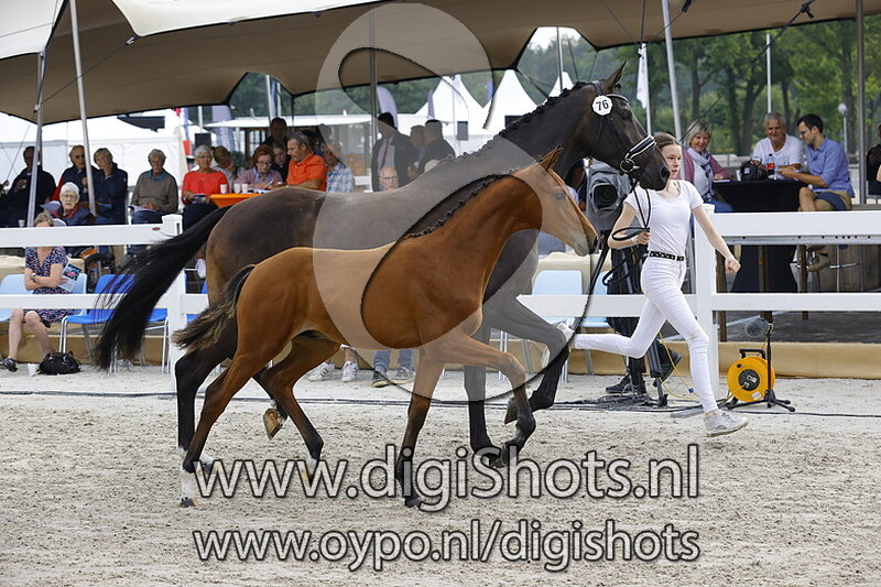 076 Racoon v. Vitalis