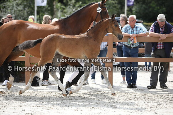 236 Olieve-Sinetty (Habanna x cabochon) (1)