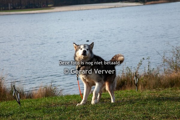 Pampa sleddog race Houthalen-Helchtere 3-12-2023