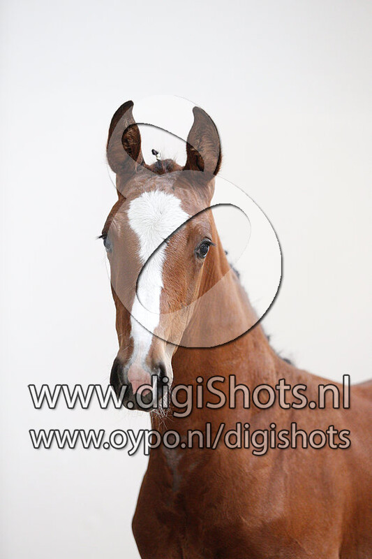 Savantha van 't Goovahof v. Diarado