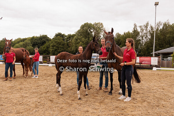  Vrouwelijke dressuurveulens