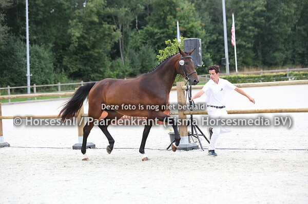 181 Sterre V (Defender VDS x Madam Balou v. Balou du Rouet)
