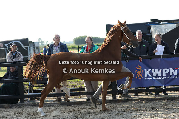 Sareda ( maximiano x Unieko )