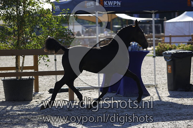 Titaan DH v. Icellie