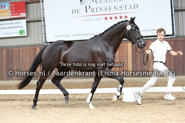 7 Senorita KN (Indian Rock x Indra v. Don Schufro)