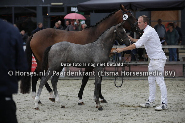 11 Pharos (Grandorado TN x Elcorona v. Wizzerd WV)