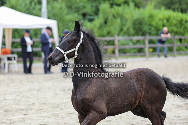 10. Tidde van den Domineeshof