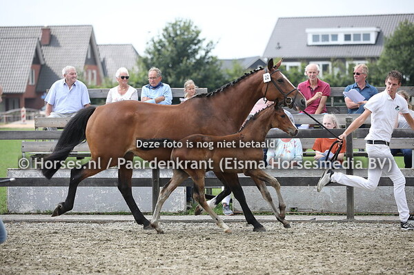 22 Omanic (Van Gogh x Dynamic v. Andiamo)