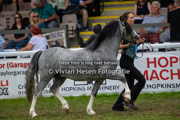 Section A Three Year Old Colts