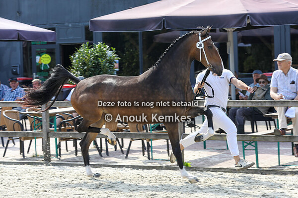 Retiena ( Icellie x Marocco Field Marshall ) 