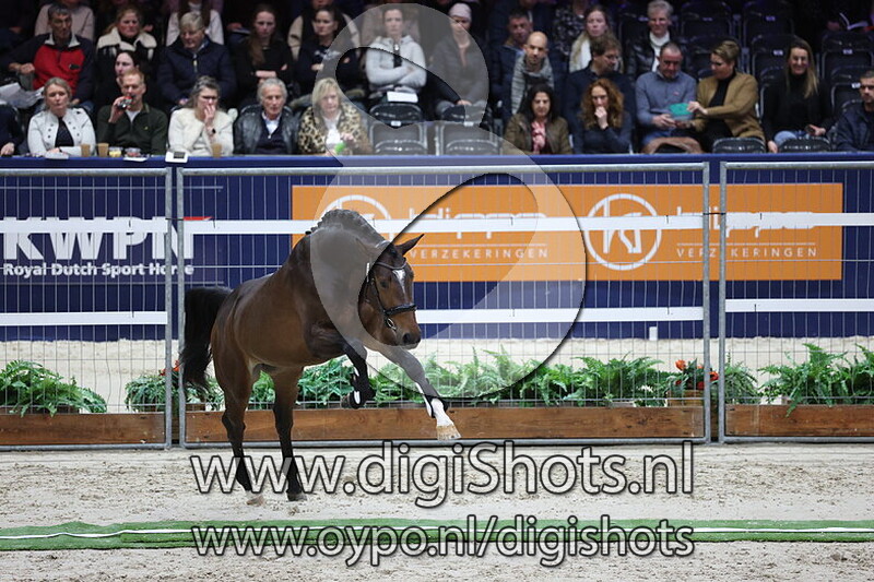 Stardancer V.D. v. Hermes