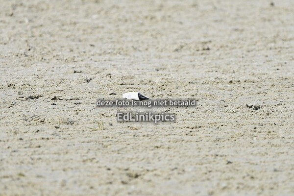 Paarden 110cm 2 fasen special in Nisse 13-4-24