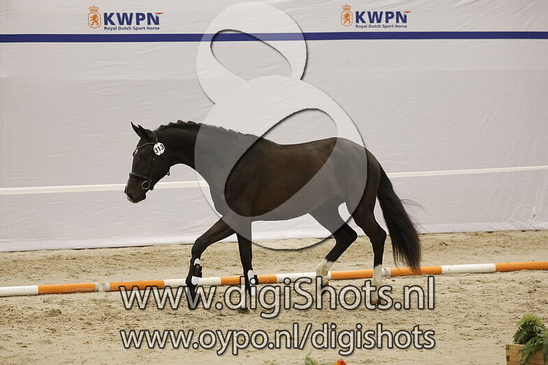 Salomo Sollenburg v. Dante US