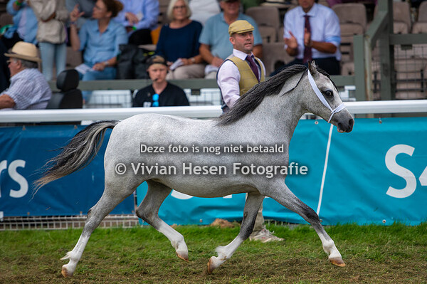 Section A Yearling Championship