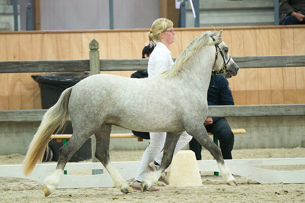 Youngstockshow & Veiling Ermelo