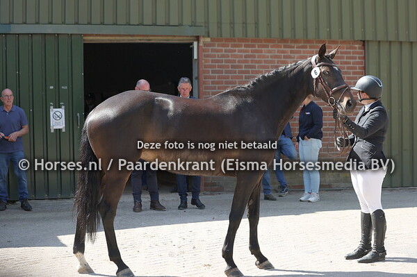 6 Olivia (Il est Balou x Guidam) Annemarie Buiter