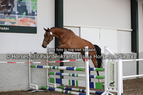 6 Ox Board EB (Jack Daniels EB x Zapatero v. Cascavelle)