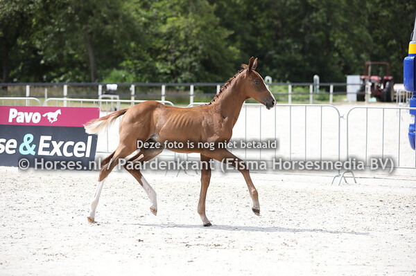 72 Odynn de Jeu (Escamillo x Idonee de Jeu v. de Niro)