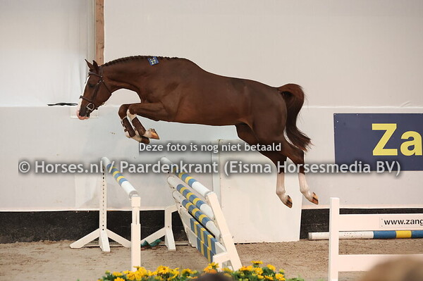 27 ERMITAGO Z (ERMITAGE KALONE x EMERALD)