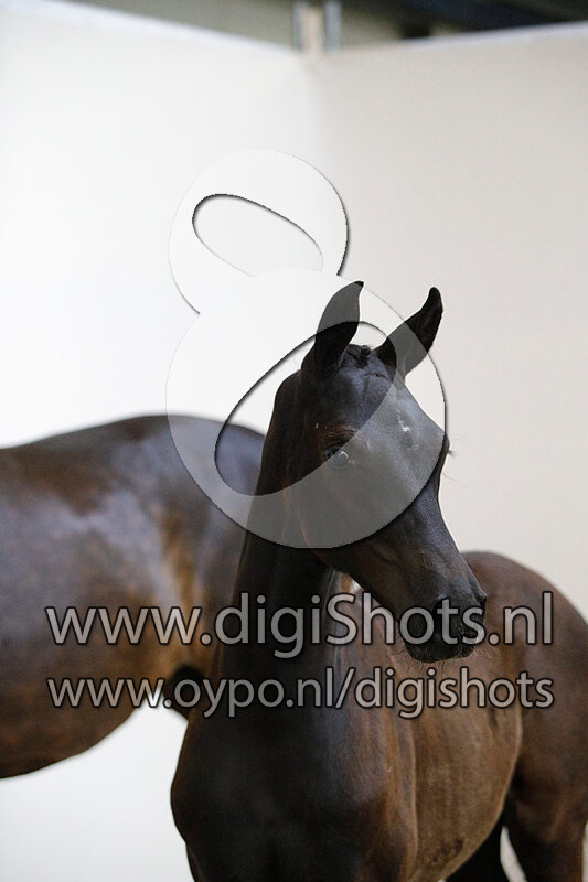 Orange Cara v. Fuerst Jazz