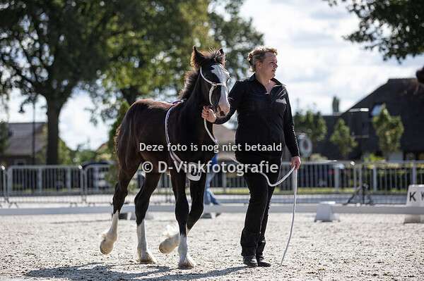 06. Merrie met veulen aan de voet