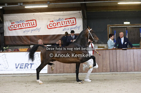 Show KWPN TP hengsten goedgekeurd in 2024