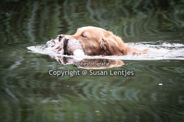 SJP Scherpenzeel 2025 ochtend