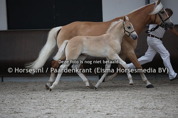 12 Wilas van de Veldwijk (Wales x Mourette van de Veldwijk)