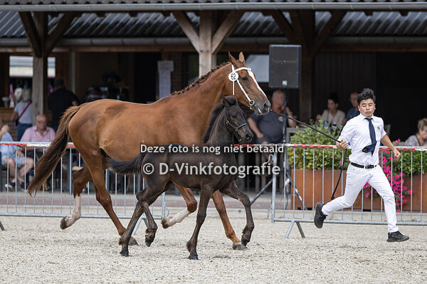 62. Dimke van de Vijfsprong