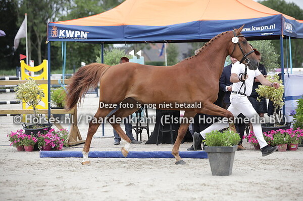 9 Osiria ES (Kallmar VDL x Isolde v. Cunamo)