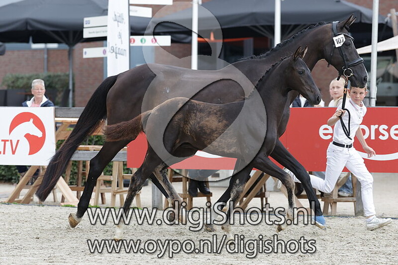 Vanegro QH v. Fanegro