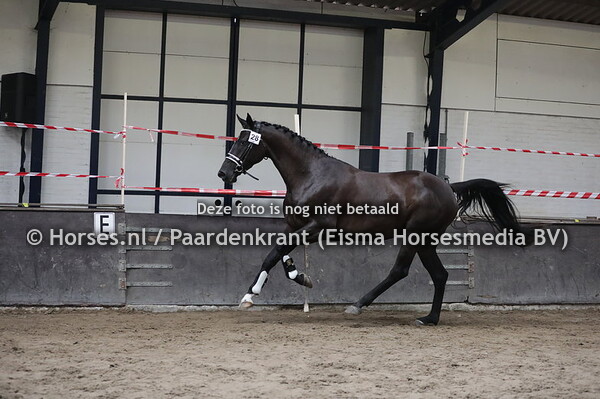 28 Kolonera Mignon JCS (Everdale x Vuelta v. Sunny Boy)