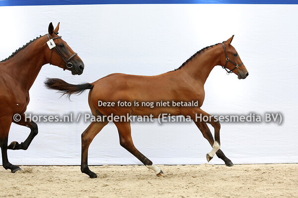 4 VI-Star SK (Tangelo vd Zuuthoeve x Jambes D'Or v.Phin Phin)