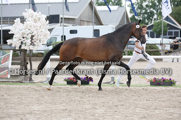 6 Swarovski (Hermes x Jamaica v. Vivaldi)