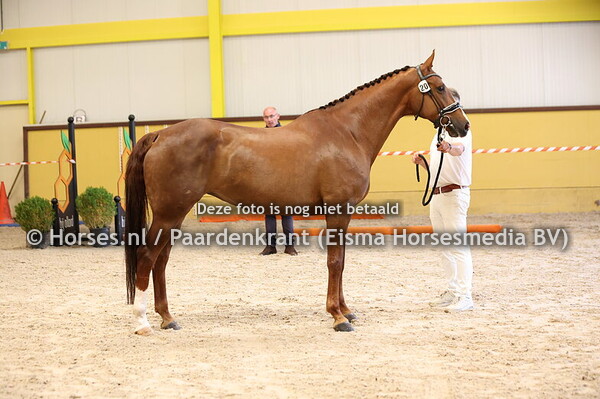 20 Onaagh vd Beekhof (Imposantos x Dark Lady v. Dark Rubin)