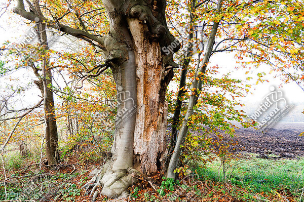 Canicross Baggelhuizercross 17 november 2019