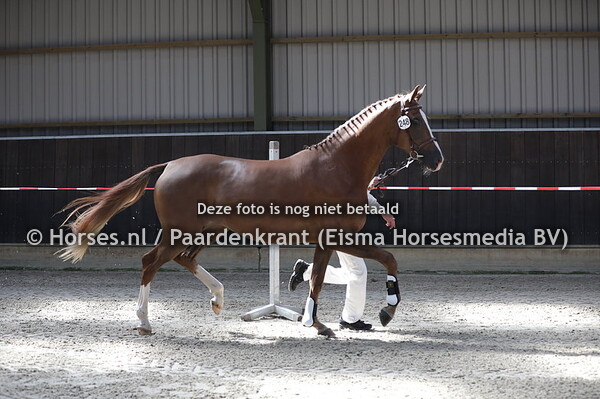 248 Messina (Impressario x Verona v. Riverman)